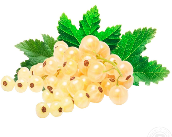 Порічки білі свіжі, другого товарного сорту, ДСТУ 4722, 1 кг